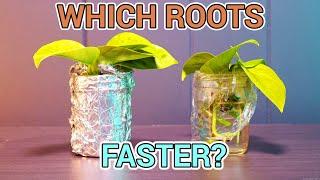 Do ROOTS Grow Better In The DARK? ( Techplant Propagation Experiment )