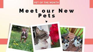 Pet of Month Update: Meet our new Pets on our reader board