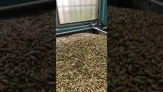 Chalghoza Pine nuts Pinus Gerardiana ， Golden nut. Processing in china. Sorting Phase