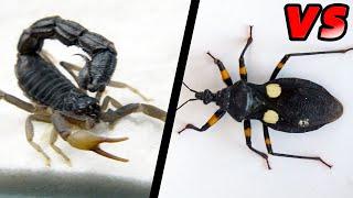 Assassin bug VS Strong black poisonous scorpion