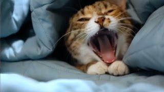 Cute Cat Yawning