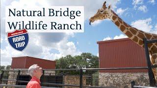 Discover Austin: Natural Bridge Wildlife Ranch - Episode 80