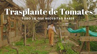 Trasplantar Tomates!  Todo lo que necesitas