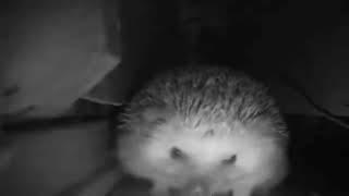 Hedgehog sneezes and farts at the same time. Credit: серый пенал