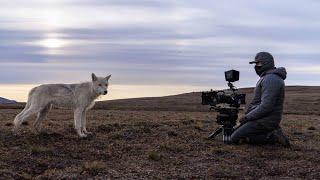 Filming a Pack of Arctic Wolves | Planet Earth III Behind The Scenes | BBC Earth