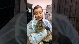 Бывшедомашний Кеннет очень ждёт своих людей в приюте! #муркоша #приютмуркоша  