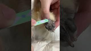 누렁쓰 각질제거 시원~~! #dogshorts#pomeranian#dogvideos#강아지쇼츠#강아지일상#포메라니안#강아지미용#shortvideo#강아지브이로그#pets