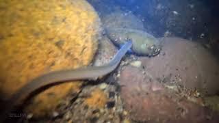 Night Dive in the Lehigh River Sand Island Bethlehem