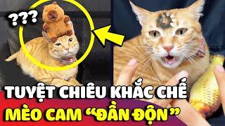 Chú mèo cam tai tiếng có khí chất ĐẦN ĐỘN, sơ hở là bị LAG chỉ cần 1 cử chỉ của con Sen  | Gâu Đần