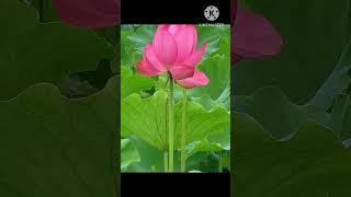 Viral Song, Beautiful Lotus 🪷 #song #bollywood #music #flowers