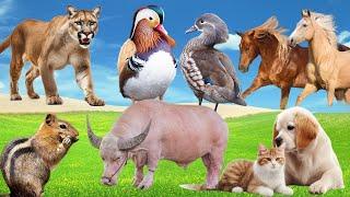 Cute Little Animals: Cougar, Duck, Flamingo, Buffalo, Chipmunk, Kitty, Puppy - Wild Animal Sounds