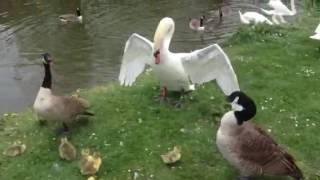 Goose vs Swan