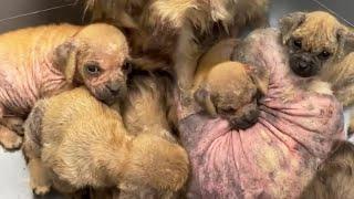 Five Dogs Rescued with Heartbroken and All of them are Mostly Hairless with Mange