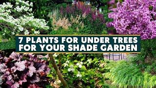 Top 7 Plants for Under Trees for Your Shade Garden 