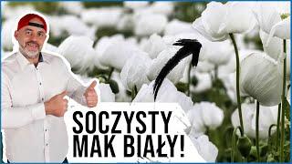 Soczysty mak biały: Czy to jest Narkotyk?!