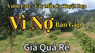 Cơ Hội Hiếm! Bán Gấp Lô Đất Rẫy Cafe , Mắc Ca Siêu Đẹp - Bán Đất Đắk Nông Giá Tốt!