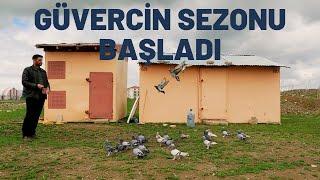 AĞRI'NIN GÜVERCİNLERİ #ağrı #güvercinvideoları #güvercin #ağrımerkez #anadoluzamanı #pigeon