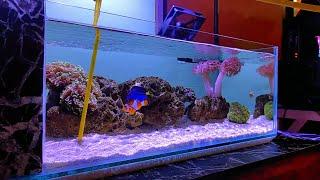 Reducing Sandbed for Water Capacity - DIY AIO Shallow Nano Reef Tank - Episode 14