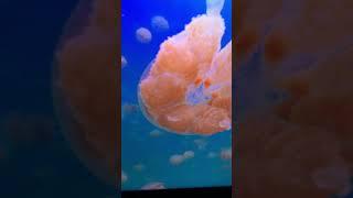 Lions mane jellyfish