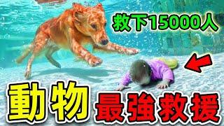 全世界最強的10個救人動物！第一名一生救下15000人，看哭國外2億網友，結局卻十分淒慘！|#世界之最top #世界之最 #出類拔萃 #腦洞大開 #動物救援 #top10 #最強救援 #救人動物