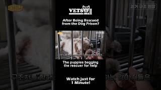 After being rescued from the Dog Prison? #petrescue #petadoption #petlover