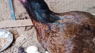 Hen | Chickens | Hen Mating | RIR Chickens | Golden Misri | Poultry Farming | Unique Pets World 3