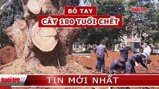 Nhiều nhà khoa học “bó tay” nhìn cây Long não trên 100 tuổi chết