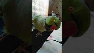 When Mani, the beautiful green parrot, is acting cute. #birds #shorts #tiktok