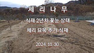 체리나무 2년차  꽃눈 상태 및 추가 묘목 식재 (2024.11.30)