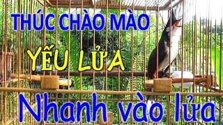 Chào mào luyện giọng hót hay | luyện chào mào bổi hót sáng.kích chào mào yếu lửa ra âm. นกปรอดหัวโขน