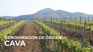 Spanish Wine Regions: Cava