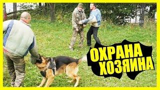 Немецкая овчарка защищает своего хозяина