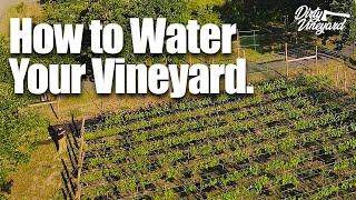 How to Water (Irrigate) Your Vineyard | Season 1, Episode 6 | How to Kill Gophers!