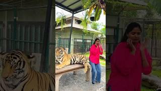 I Got Scared  | Tiger Experience in Thailand  #shorts #ashortaday #tigerkingdom #thailand