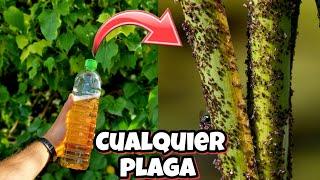 Como DETENER CUALQUIER PLAGA o BICHO con este insecticida Casero para Plantas y Jardín! Sin AJO