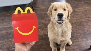 GOLDEN RETRIEVER TRIES MCDONALDS HAPPY MEAL!!