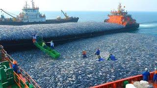 The Shivering Truth About Catching Millions of Sardines, Huge Catches of Sardines on Trawlers!