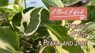 Pothos N'Joy & Pearls and Jade Care | A Plant A Week