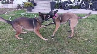 Huge male Belgian Malinois vs small female Malinois.