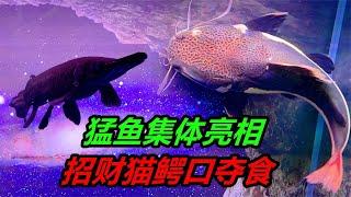 猛魚集體餵食，多種兇猛的食肉類觀賞魚，如何獵取食物