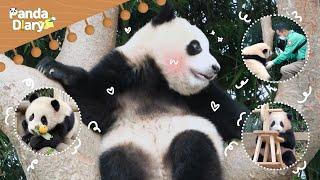 #FuBao's Last Diary! | Everland Panda World (Panda FuBao) [Panda Diary]