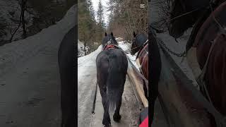 #horse
