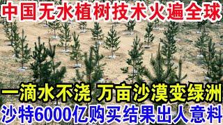 一滴水不浇万亩沙漠变绿洲，中国无水植树技术火遍全球，沙特6000亿购买 结果出人意料