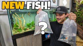 Adding RARE FISH into My 125G Freshwater AQUARIUM!!