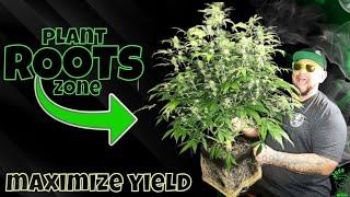 Boost Your Cannabis Yield: The Ultimate Guide to Optimizing the Root Zone for Maximum Harvest