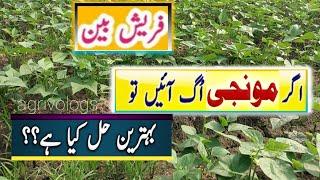 How To control weeds in fresh beans//special rice control// fresh beans farming// visit agrivologs