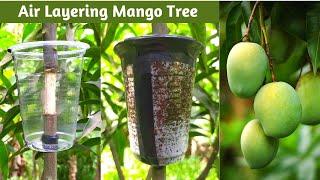 How to Air Layering Mango tree  Easy method to grow mango tree from cutting