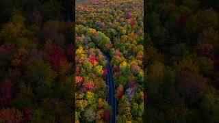 The Breathtaking Artistry of Trees