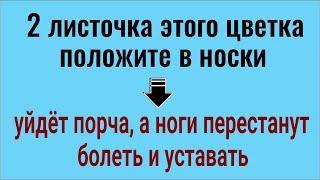 Ноги сразу перестанут болеть и уставать. Положите в носки 2 листочка этого цветка