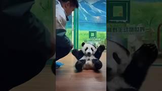 Baby Panda Mei Zhu’s New Hat #viral_video #fyp #cute #babypanda #panda #pandalover #meizhu #adorable